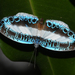 Nymphidium mantus - Photo (c) Ken Kertell,  זכויות יוצרים חלקיות (CC BY-NC), הועלה על ידי Ken Kertell