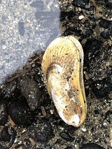 Atlantic Ribbed Mussel