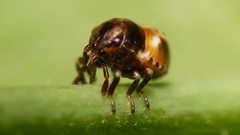 Acrosternum rubescens