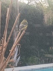 Spinus psaltria