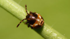 Acrosternum rubescens