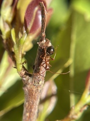 Hyalymenus longispinus