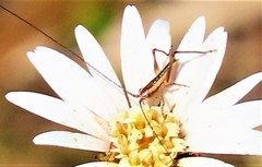 Conocephalus gracillimus