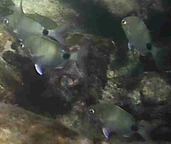 Diplodus holbrookii