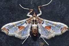Neoleucinodes elegantalis