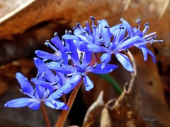 Scilla