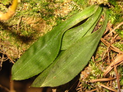 Heloniopsis koreana