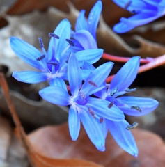 Scilla