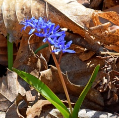 Scilla