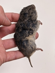 Microtus ochrogaster