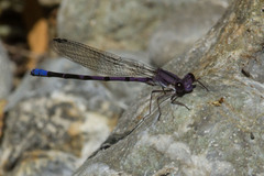 Argia emma