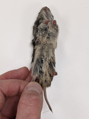 Microtus ochrogaster