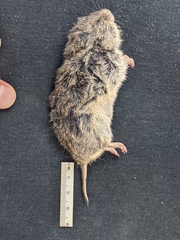 Microtus ochrogaster