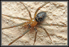 Araneae