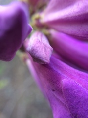 Fridericia schumanniana
