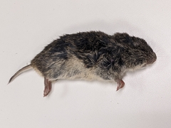 Microtus ochrogaster