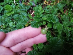 Rubus radicans