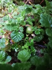 Rubus radicans