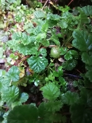 Rubus radicans