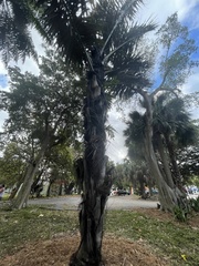 Arenga pinnata