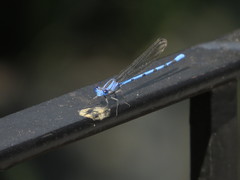 Argia lacrimans