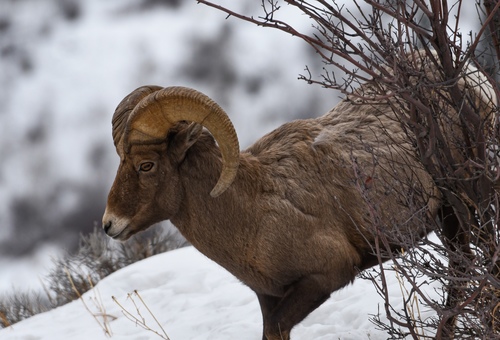 Bighorn Sheep photographed in Wyoming
