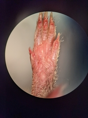 Microtus ochrogaster