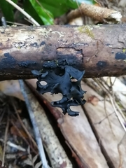 Cordieritidaceae