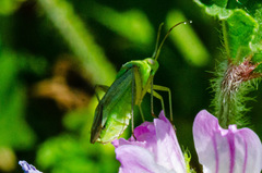 Closterotomus