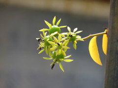 Pereskia