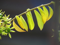 Pereskia