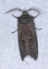 Culama suffusca