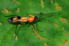 Hiranetis