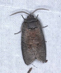 Culama suffusca