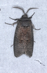 Culama suffusca