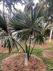 Sabal mauritiiformis