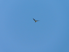 Leucophaeus pipixcan