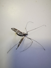 Ischnotoma eburnea