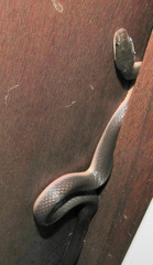 Lycodonomorphus rufulus