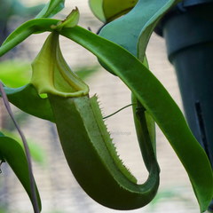 Nepenthes veitchii