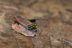 Ranitomeya toraro