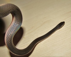 Lycodonomorphus rufulus