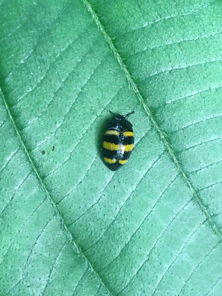 Iphiclus odyneroides