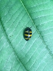 Iphiclus odyneroides