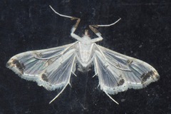 Neoleucinodes elegantalis