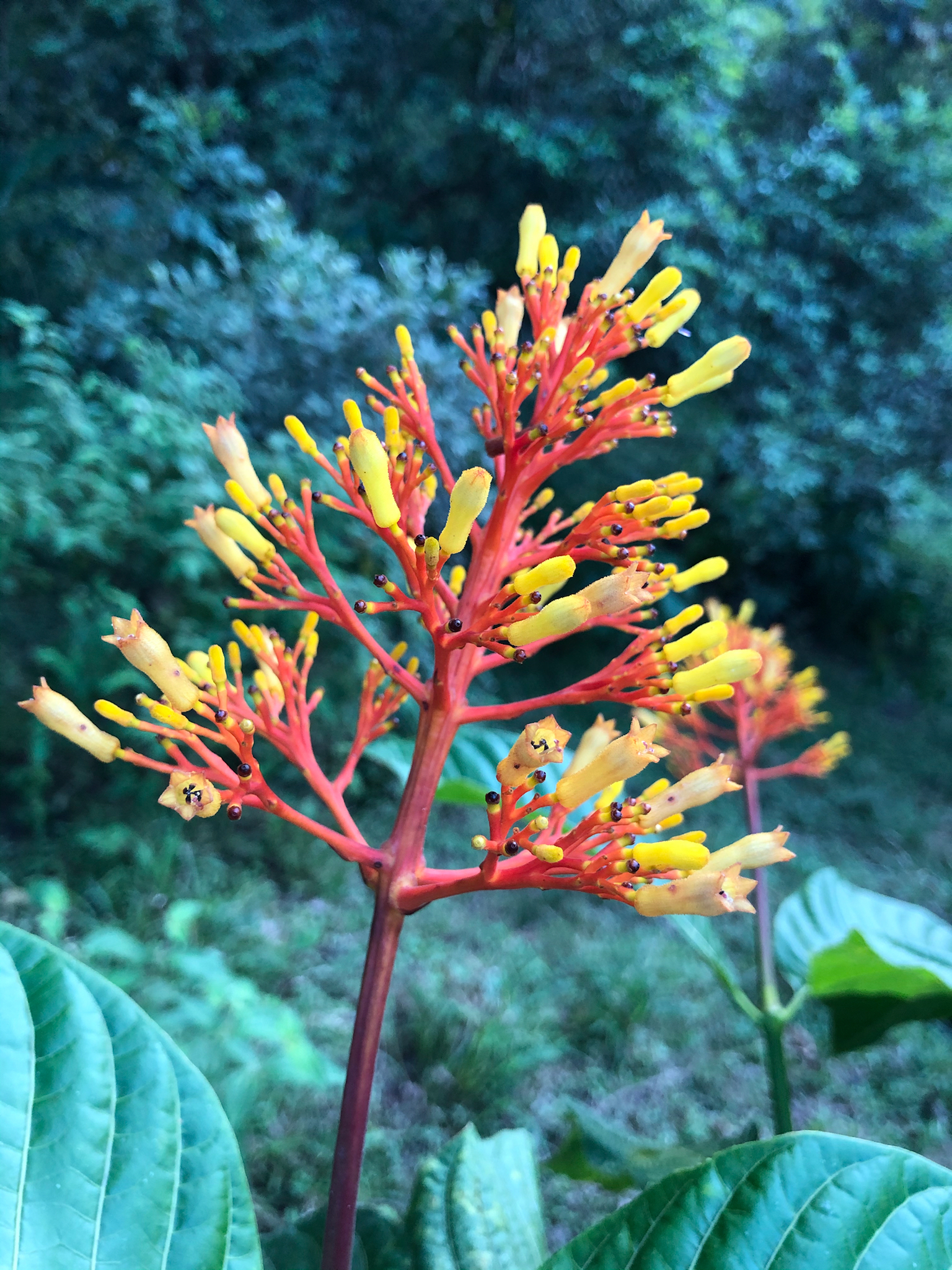 Palicourea guianensis