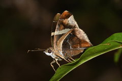 Oechydrus chersis evelinda