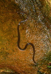 Lycodonomorphus rufulus