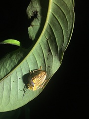 Antiteuchus macraspis