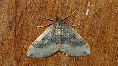 Epyaxa agelasta